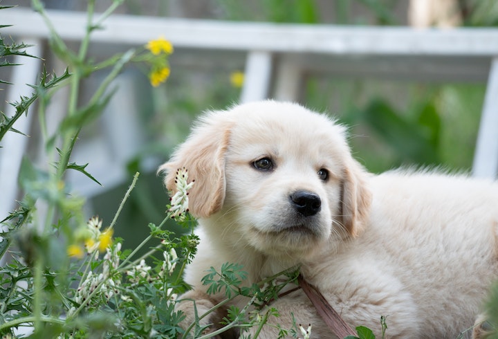 糖尿病小學堂(2) 了解犬貓糖尿病成因