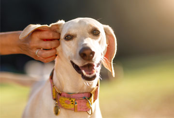 【好消息】犬異位性皮膚炎搔癢管理的全...