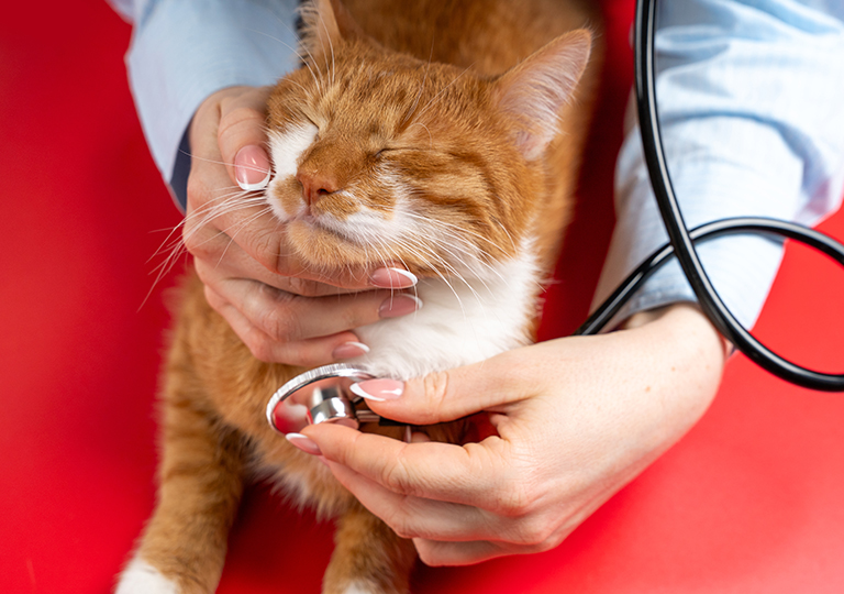 貓咪常見的胸腔疾病