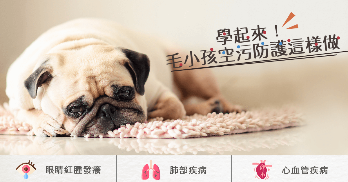 空污對毛孩的傷害不可小覷
