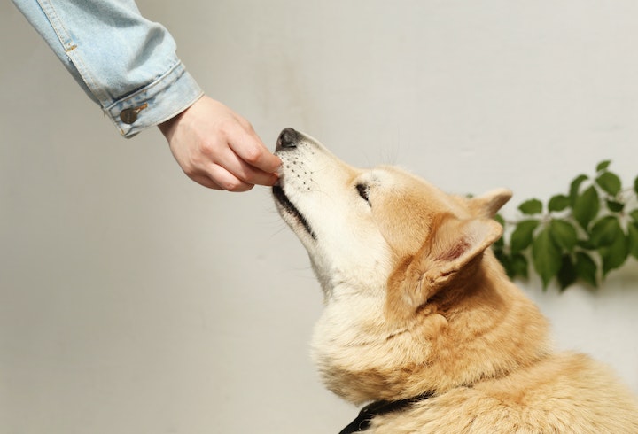 你挑選的犬心絲蟲預防藥，真的100%有效...