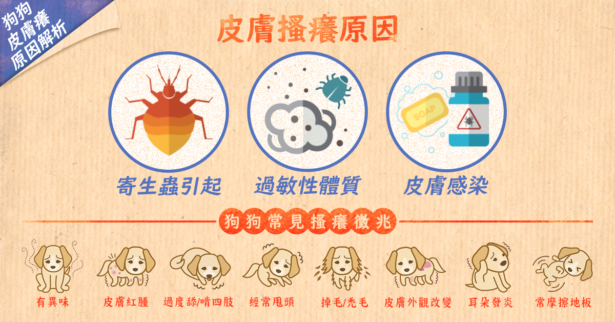 汪星人皮膚癢癢？三大原因解析！