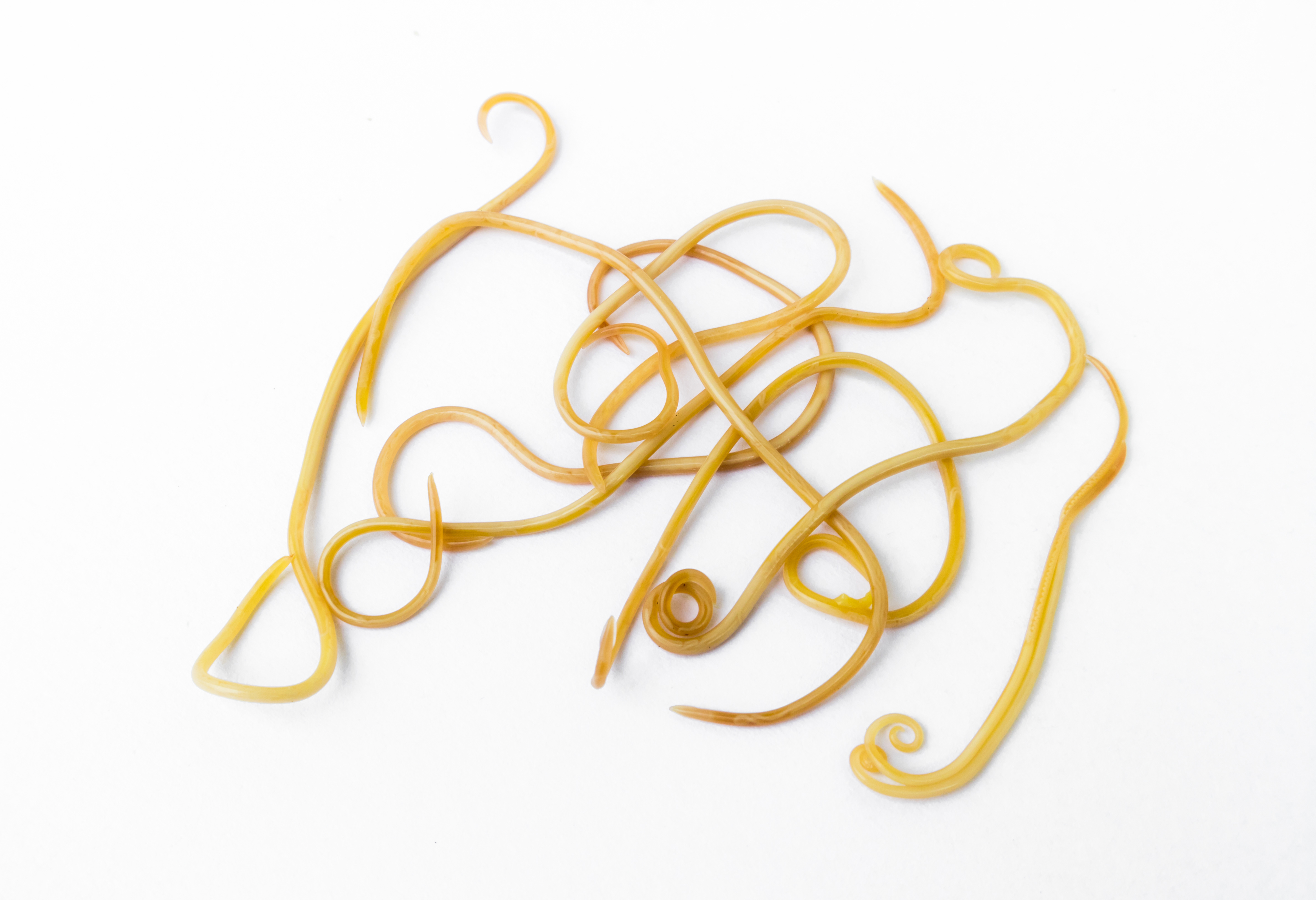 狗狗身上常見寄生蟲：蛔蟲 Roundworm
