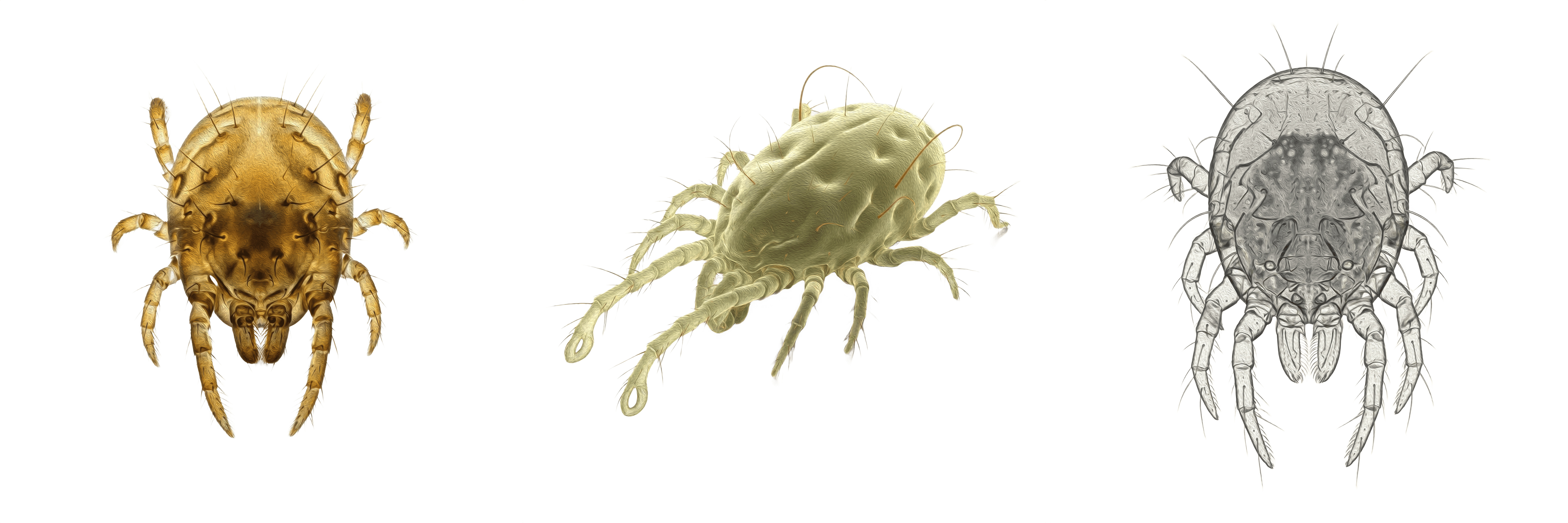 狗狗身上常見寄生蟲:疥癬蟲 Sarcoptic mange mite
