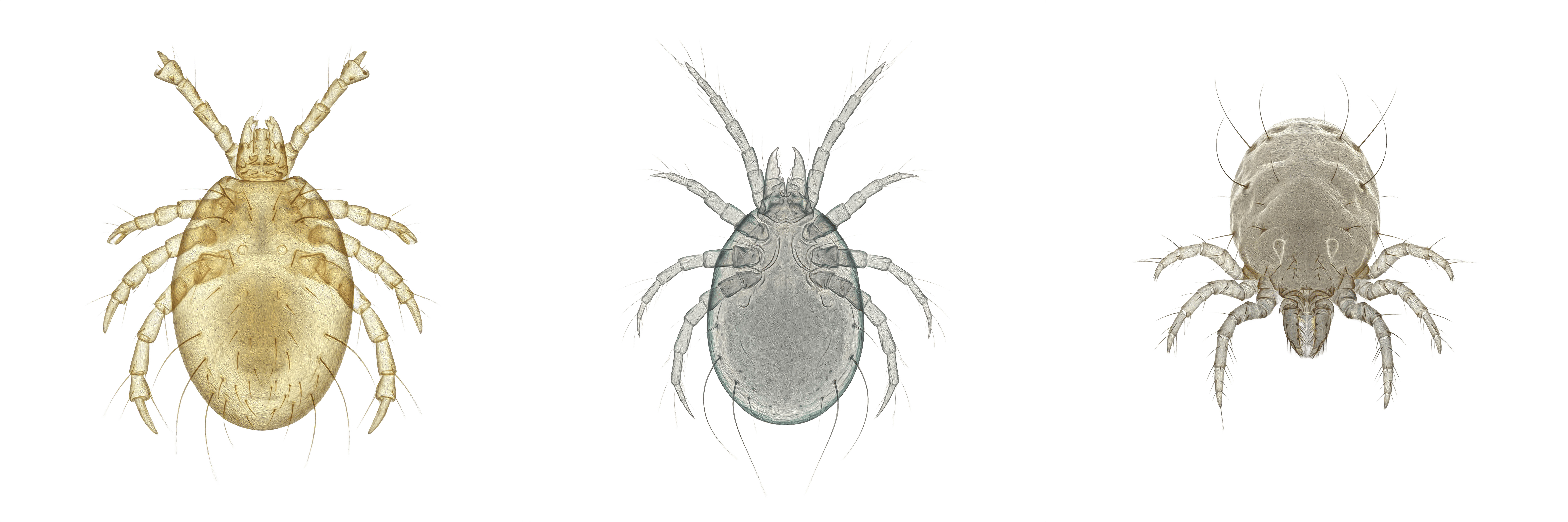 狗狗身上常見寄生蟲:耳疥蟲 Ear mite