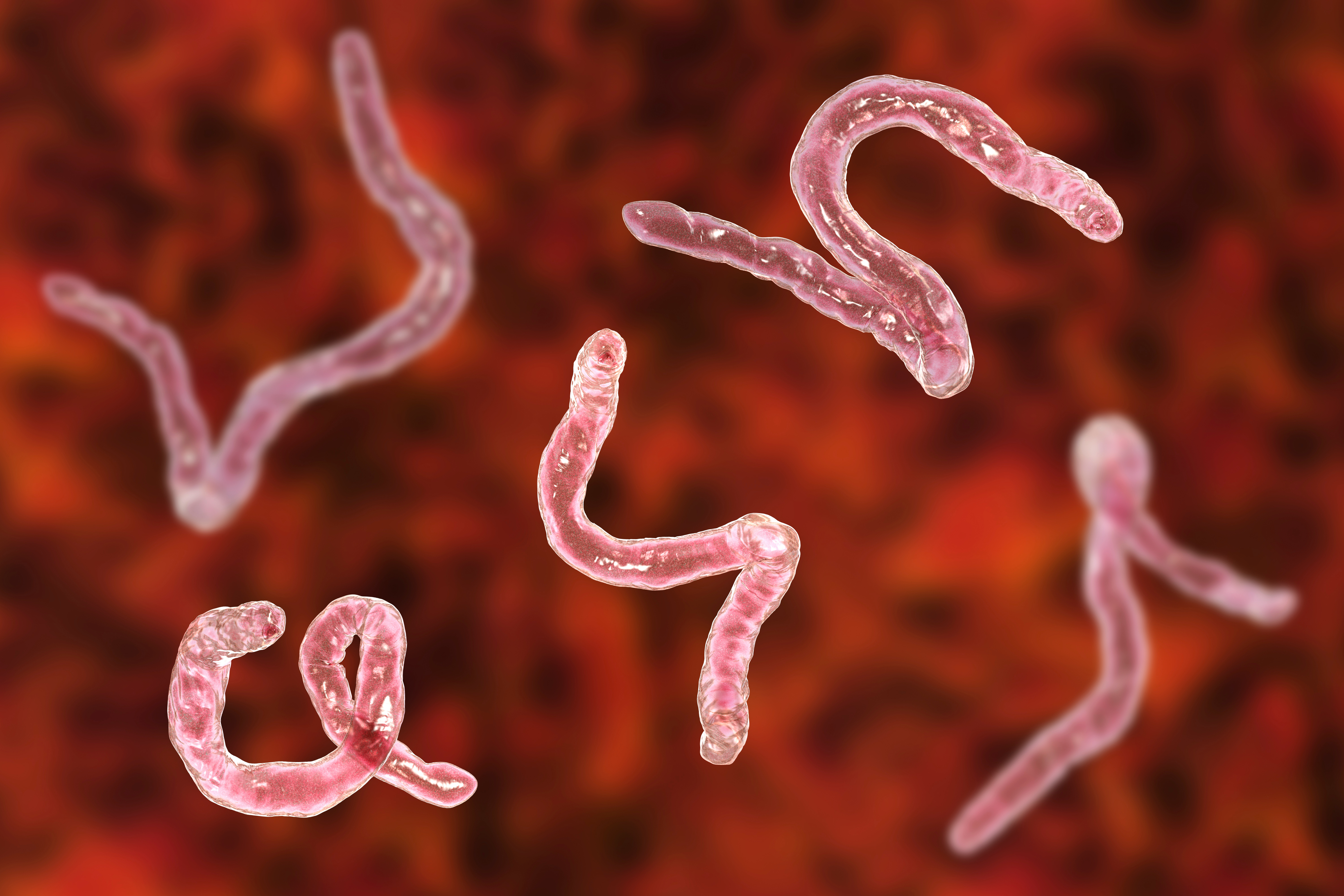 狗狗身上常見寄生蟲:鉤蟲 Hookworm