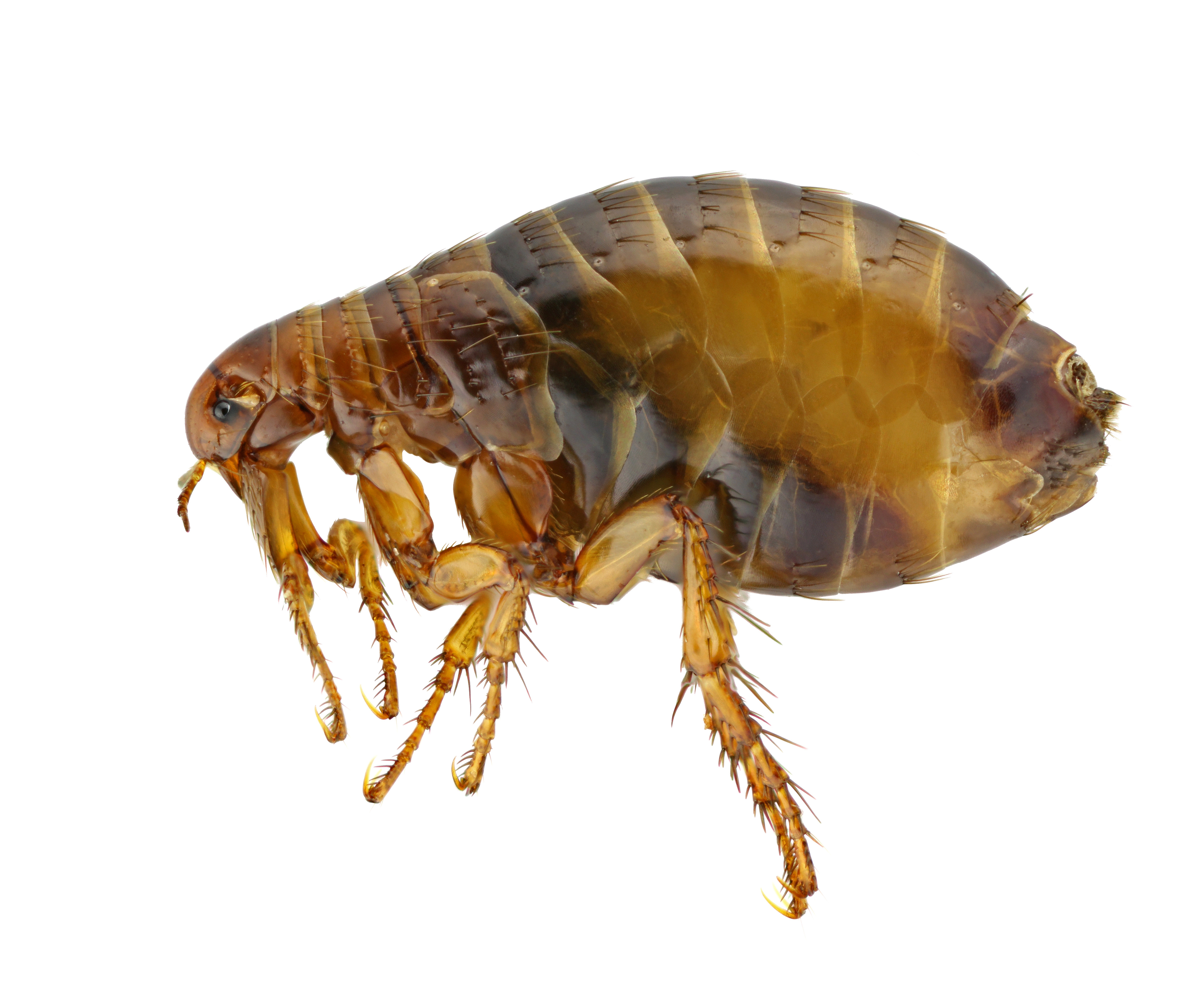 狗狗身上常見寄生蟲:跳蚤 Flea