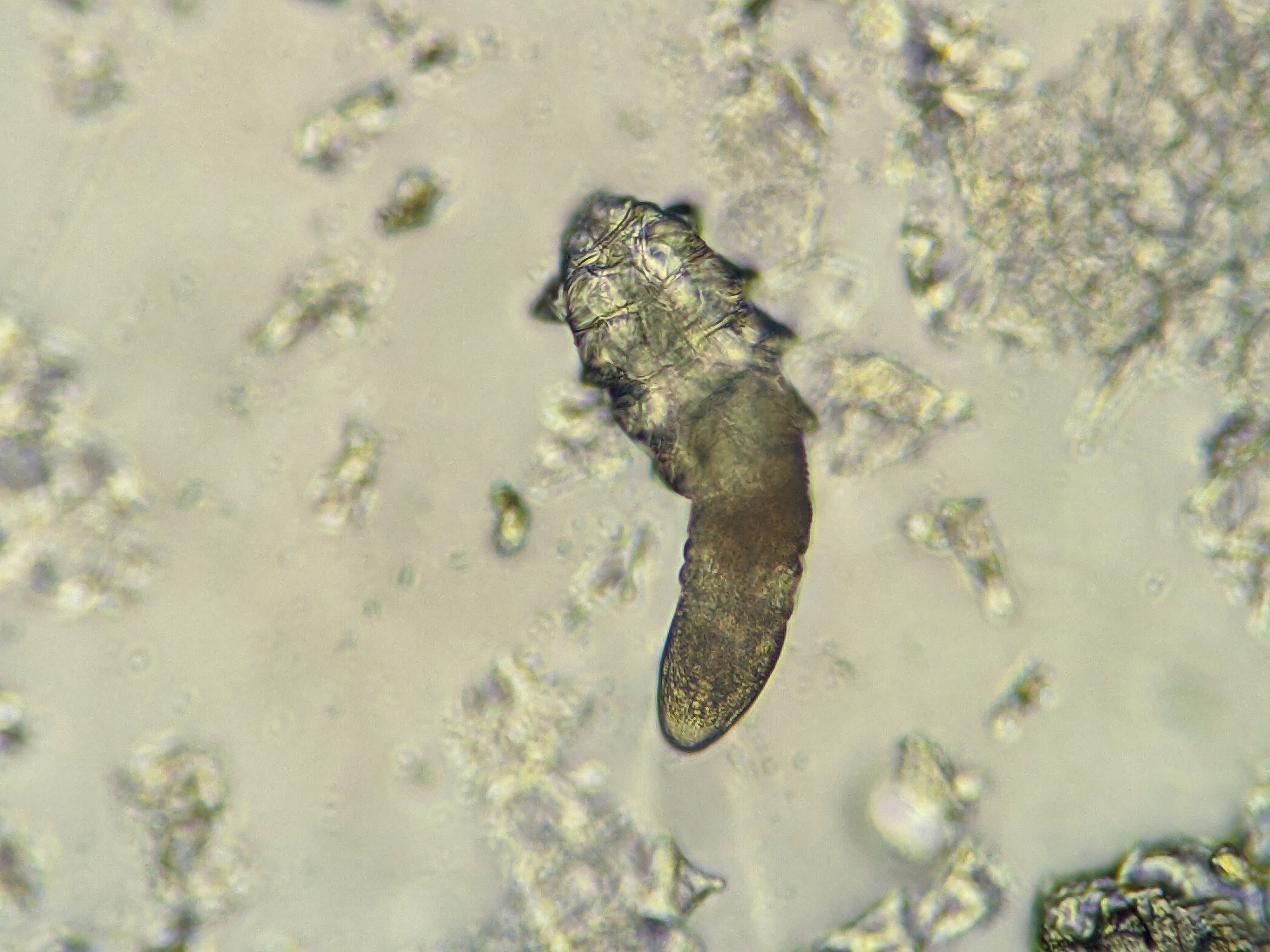 狗狗身上常見寄生蟲:毛囊蟲 Demodex mite