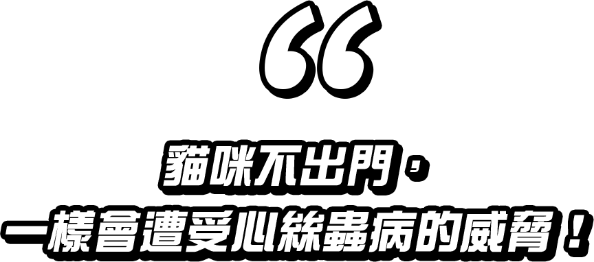 貓咪不出門，一樣會遭受心絲蟲病的威脅！