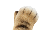 貓爪
